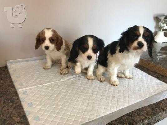 King Charles Cavalier Pups